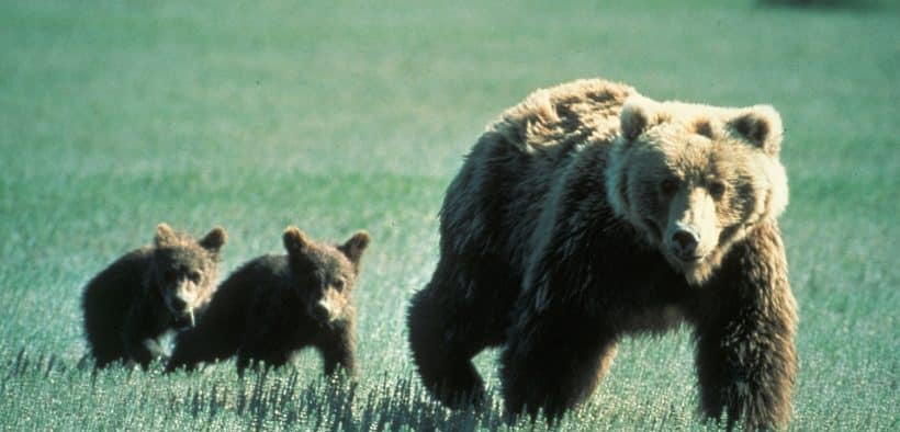 Grizzly Bears