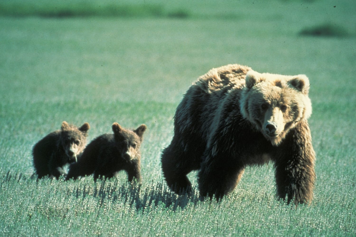 Grizzly Bears