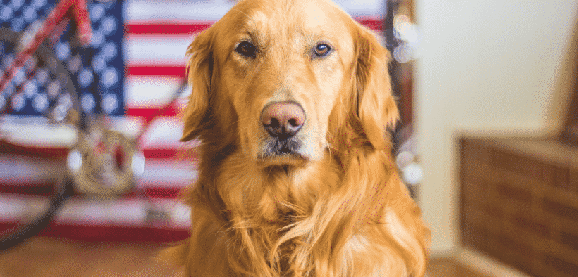 Pet Animals in US